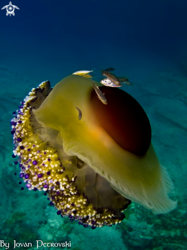 A Cotylorhiza tuberculata | Jellyfish