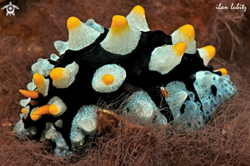 A Nudibranch