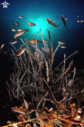 A Posidonia oceanica con esemplari di Chromis chromis | Posidonia con Castagnole