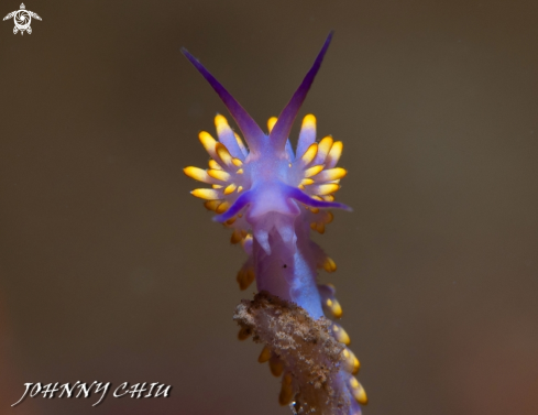 A Trinchesia sibogae | NUDIBRANCHIA