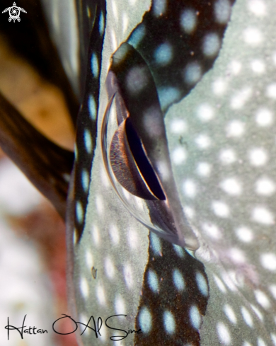 A Whiteface butter fly fish