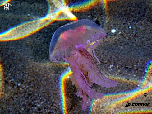 A Pelagia Noctiluca | Méduse pélagique