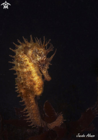 A Seahorse