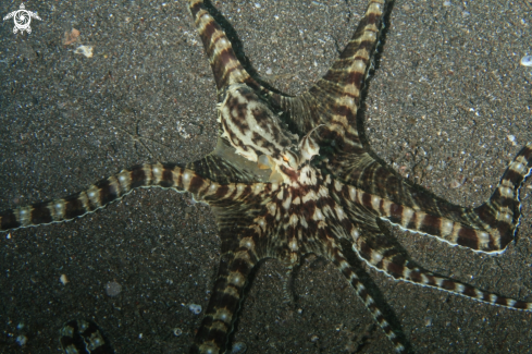 A Wonderpus Octopus