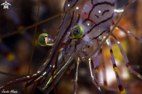 A Shrim eyes