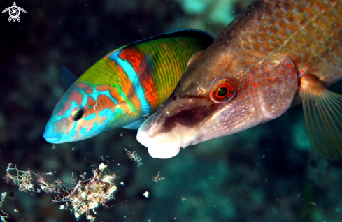 A Donzella pavonina o Pesce cavaliere (a sin.) + Tordo pavone 