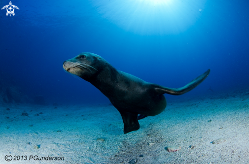 A California Sea Lion