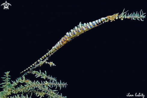 A saw blade shrimps 