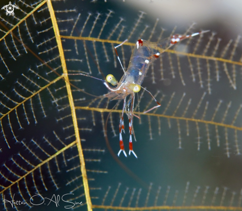 A Cave Cleaner Shrimp