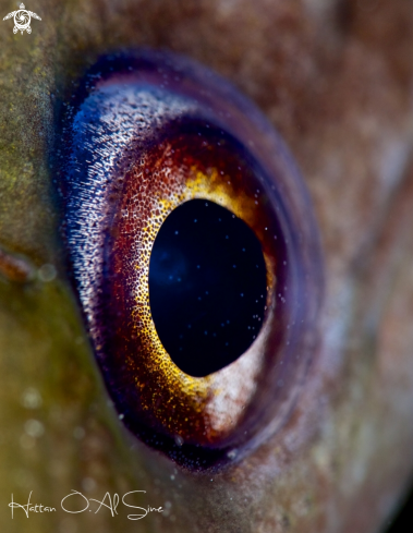 A Baby Moray Eye