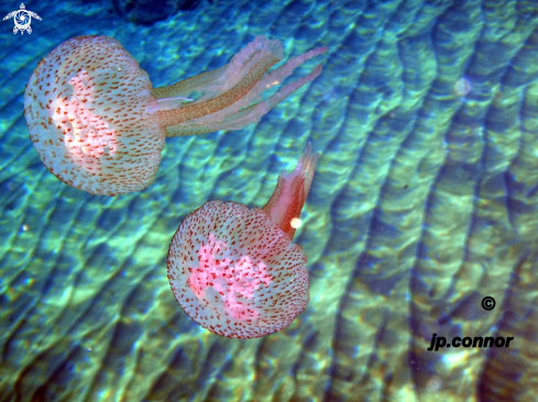 A Pelagia Noctiluca | Méduse pélagique