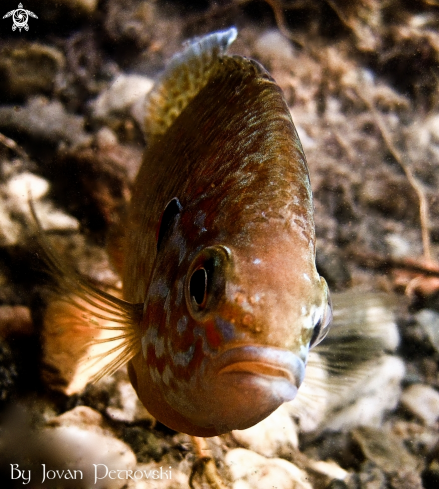 A  Lepomis gibbosus | Sunčica /  Sunfish.