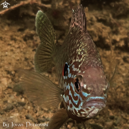 A  Lepomis gibbosus | Sunčica /  Sunfish.