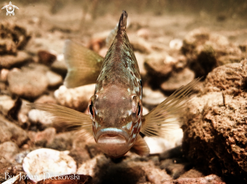 A  Lepomis gibbosus | Sunčica /  Sunfish.