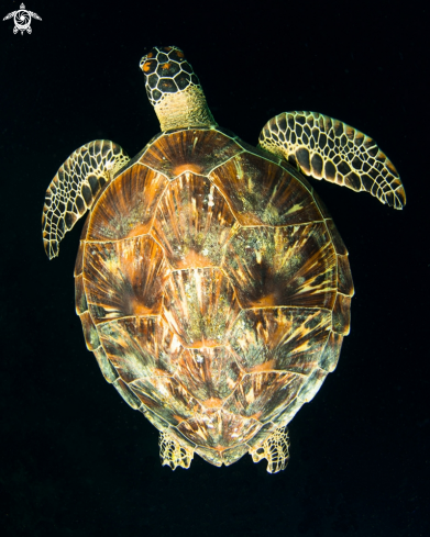 A Chelonia mydas | Green Sea Turtle