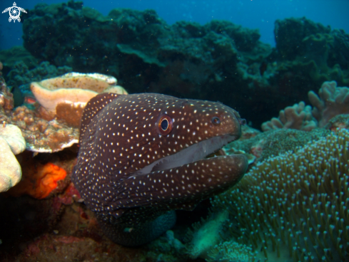 A Gymnothorax meleagris | Salt and Pepper Moray eel