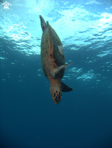 A Hawksbill Turtle