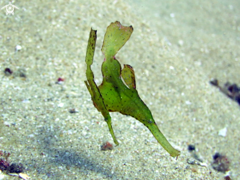 A Robust Ghost Pipefish