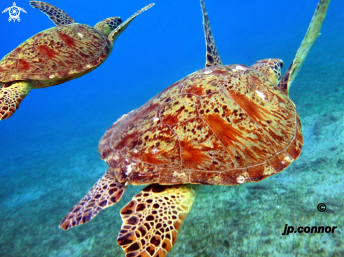 A Chelonia Mydas | Tortue Verte