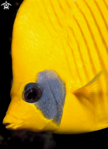 A Pesce farfalla