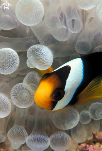 A Amphiprion clarkii | Pesce Pagliaccio