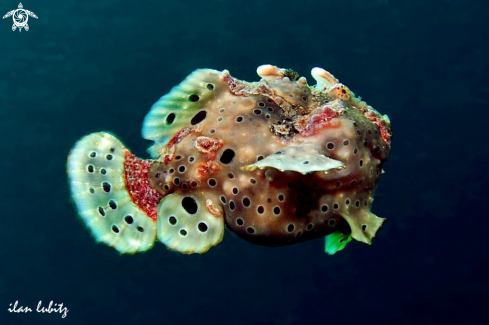 A frogfish