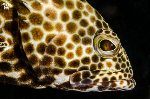 A Honeycomb Grouper