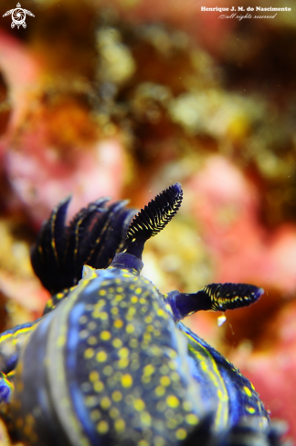 A Nudibranch