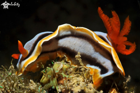 A Nudibranch