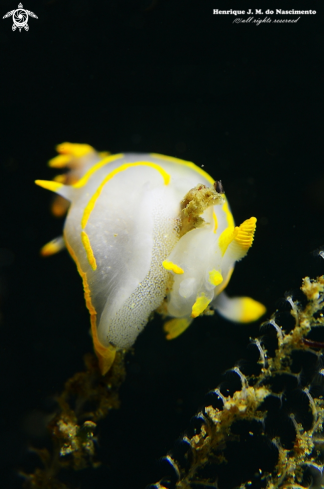 A Polycera quadrilineata | Nudibranch