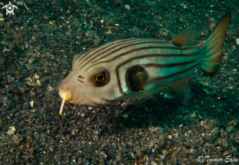 A Striped Pufferfish
