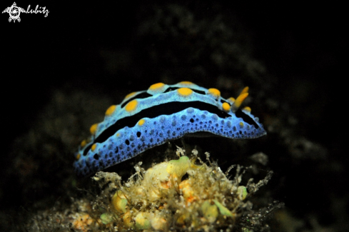 A Nudibranch