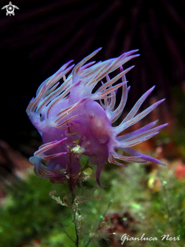 A Flabellina affinis  | Flabellina