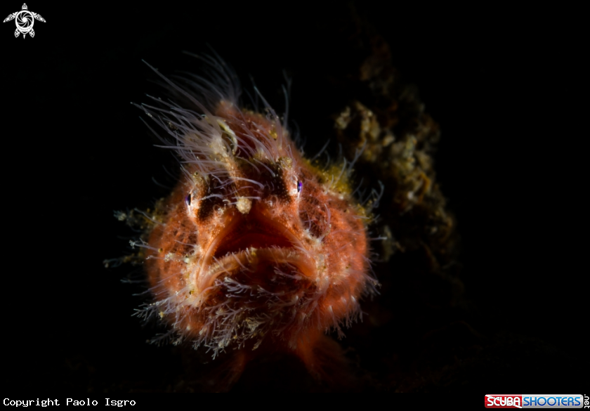 A red hairy frog fish