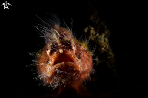 A red hairy frog fish