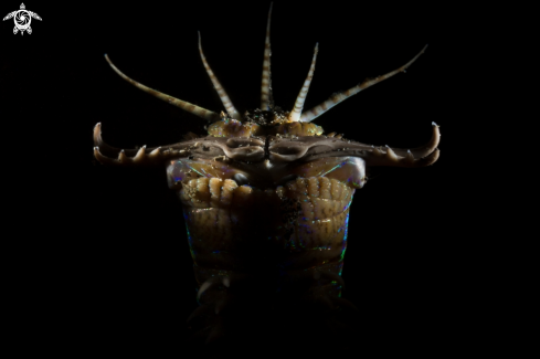 A bobbit worm