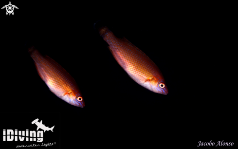 A ctenolabrus rupestres | ctenolabrus pair