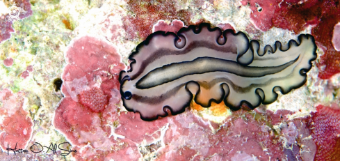 A Pleasing Flatworm