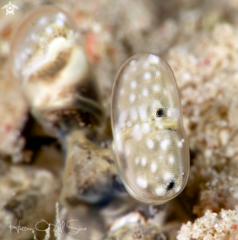 A Mantis Shrimp