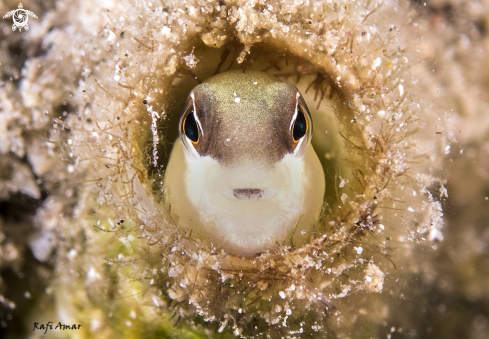 A Blenny