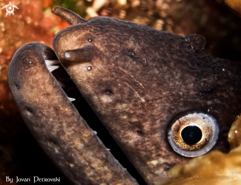 A  Murena helena | Murina / Moray_eel.