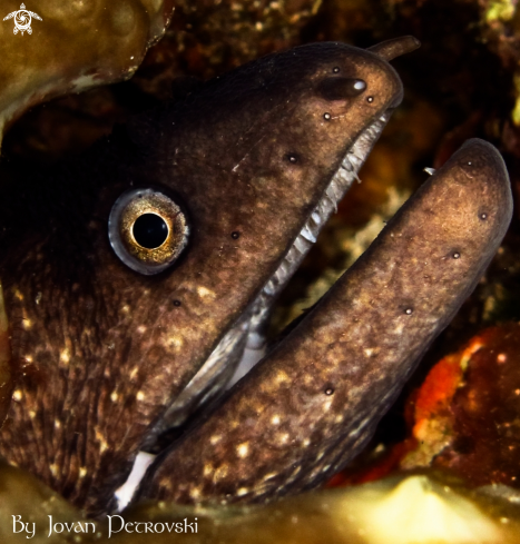 A Murina / Moray_eel.