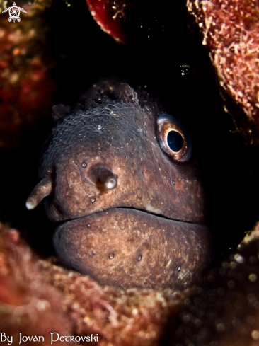 A Murena helaena | Murina / Moray_eel.