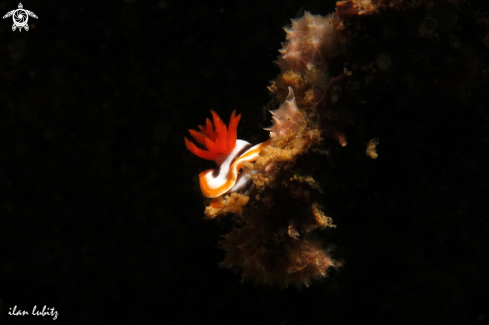 A Nudibranch