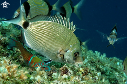 A Diplodus sargus,Diplodus vulgaris,Thalassoma pavo | Sparidi e labride