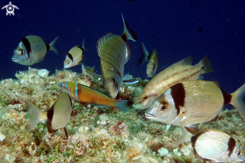 A Diplodus vulgaris,diplodus sargus,Thalassoma,Symphodus tinca | Thalassoma pavo Diplodus