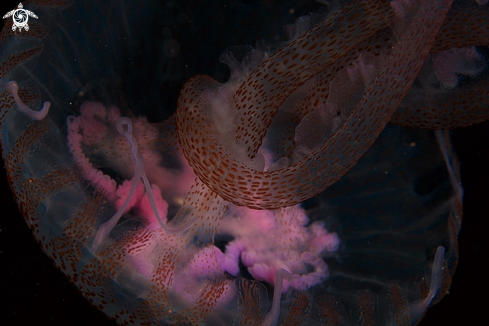 A Pelagia noctiluca | Medusa