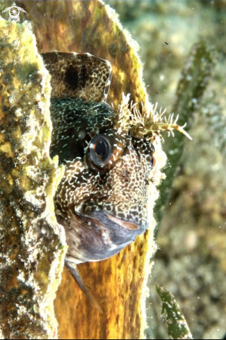 A Parablennius gattorugine | Blennide gattorugine