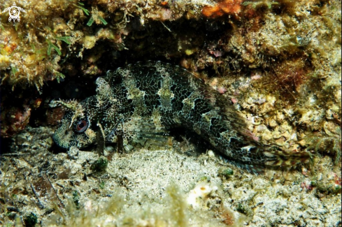 A Parablennius gattorugine | Blennide gattoruggine