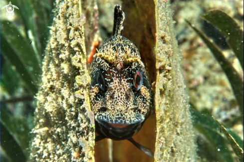 A Blennide gattoruggine